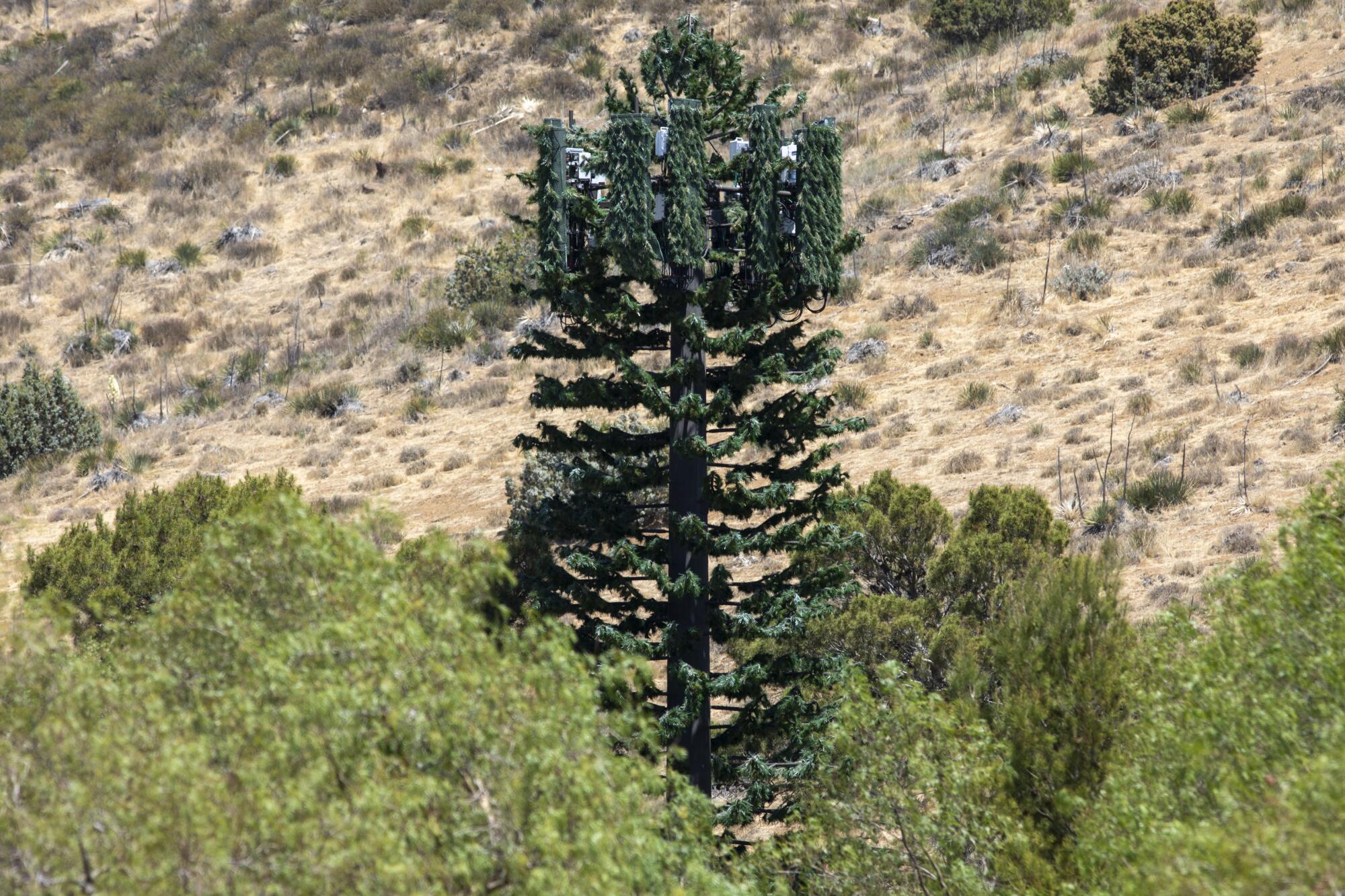 Camouflaged cell tower